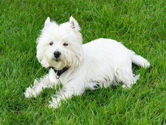 Produktbild: CALVENDO Puzzle S&uuml;&szlig;er West Highland White Terrier liegt im Gras | 1000 Teile Lege-Gr&ouml;&szlig;e 64x48cm Foto-Puzzle f&uuml;r gl&uuml;ckliche Stunden