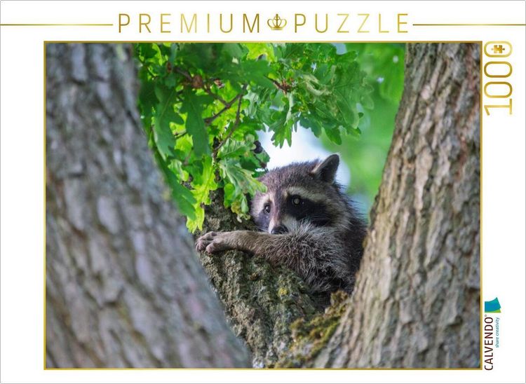 Produktbild: CALVENDO Puzzle Waschb&auml;r in Baumkrone zwischen Eichenbl&auml;ttern | 1000 Teile Lege-Gr&ouml;&szlig;e 64x48cm Foto-Puzzle f&uuml;r gl&uuml;ckliche Stunden