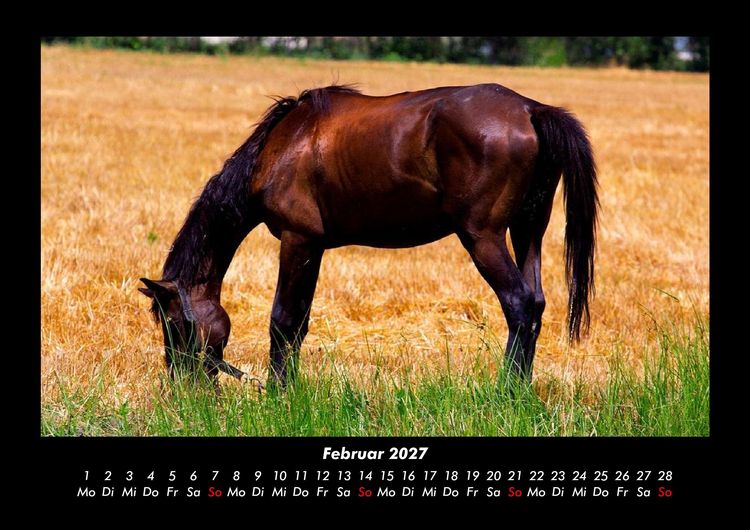 Produktbild: Pferdegefl&uuml;ster 2027 Fotokalender DIN A3