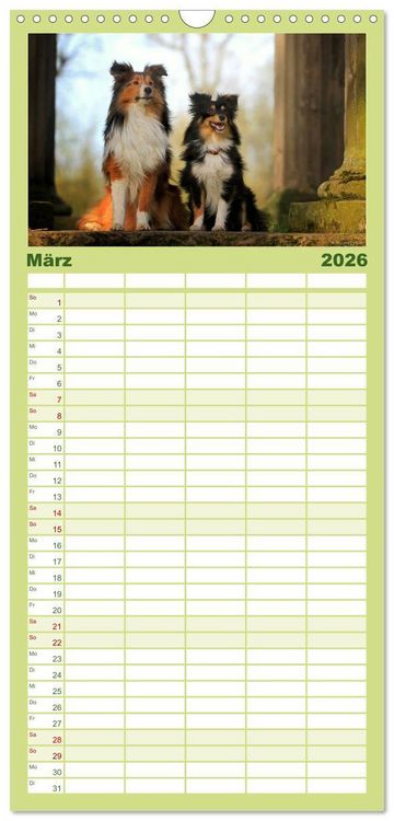 Produktbild: Familienplaner 2026 - Shelties 2026 mit 5 Spalten (Wandkalender, 21 x 45 cm) CALVENDO