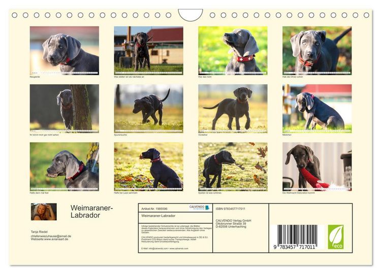 Produktbild: Weimaraner-Labrador (Wandkalender 2026 DIN A4 quer), CALVENDO Monatskalender