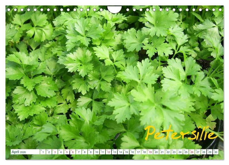 Produktbild: Kr&auml;uter - Gesund, h&uuml;bsch und lecker (Wandkalender 2026 DIN A4 quer), CALVENDO Monatskalender