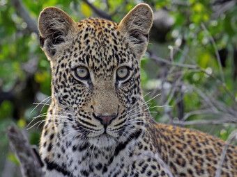 Produktbild: CALVENDO Puzzle Blickkontakt mit Leopard, Afrika | 1000 Teile Lege-Gr&ouml;&szlig;e 64x48cm Foto-Puzzle f&uuml;r gl&uuml;ckliche Stunden