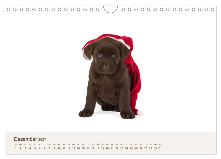 Produktbild: Labrador - Welpen (Wandkalender 2027 DIN A4 quer), CALVENDO Monatskalender