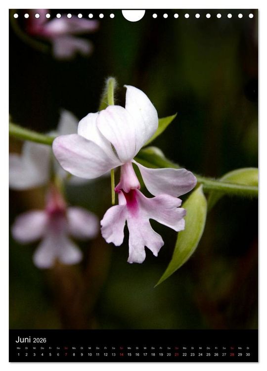 Produktbild: Faszination Orchideen (Wandkalender 2026 DIN A4 hoch), CALVENDO Monatskalender