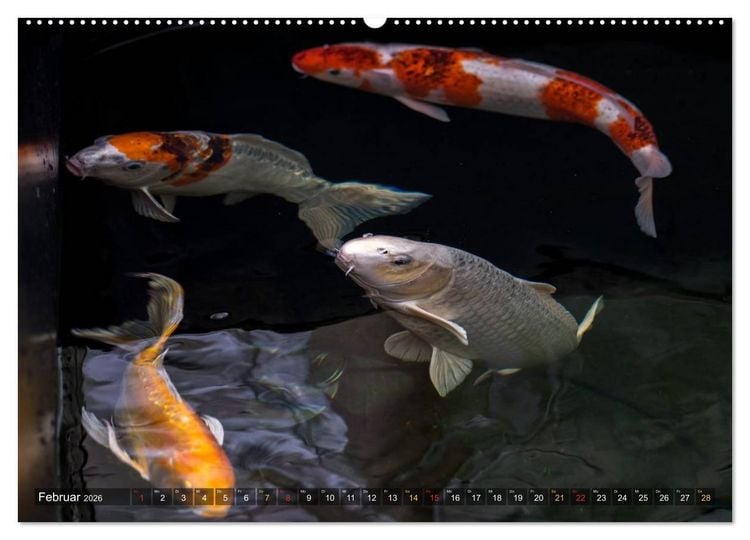 Produktbild: Nishikigoi &ndash; Koikarpfen in ihrer Welt (Wandkalender 2026 DIN A2 quer), CALVENDO Monatskalender
