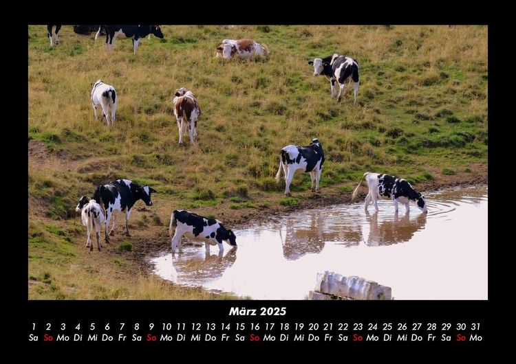 Produktbild: Kuhkalender 2025 Fotokalender DIN A3