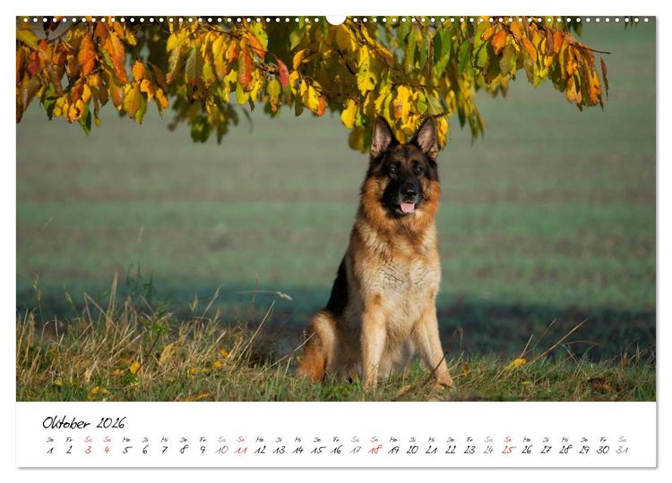 Produktbild: Deutsche Sch&auml;ferhunde - Senioren auf vier Pfoten (Wandkalender 2026 DIN A2 quer), CALVENDO Monatskalender