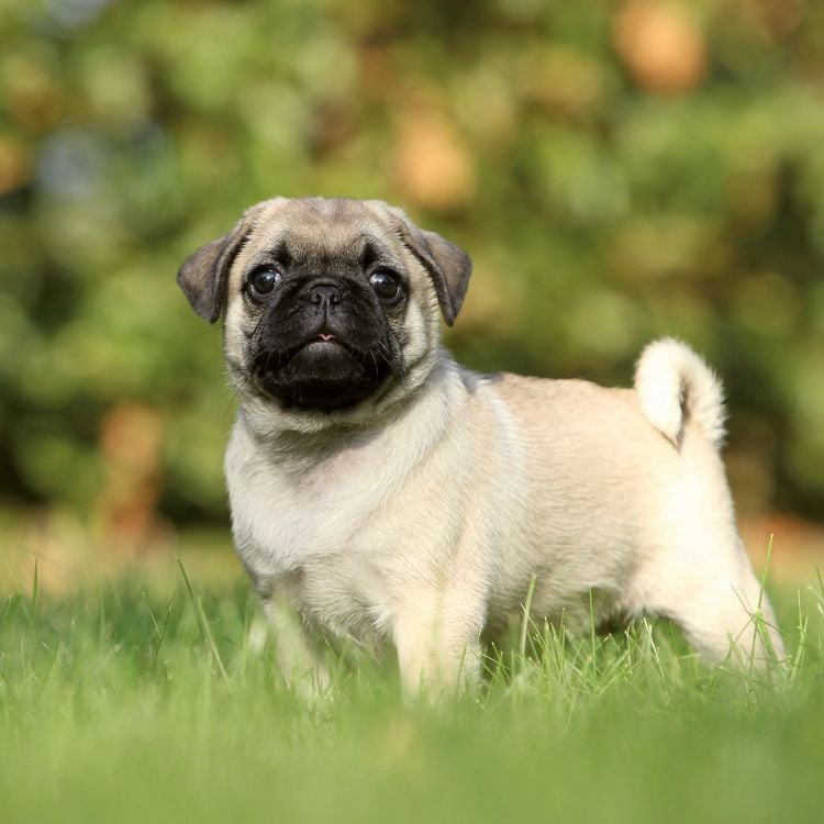 Produktbild: M&ouml;pse / Puglets 2027