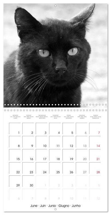 Produktbild: Black and white cat whispers (Wall Calendar 2026 12 &times; 12 Inch) CALVENDO 12 Month Wall Calendar