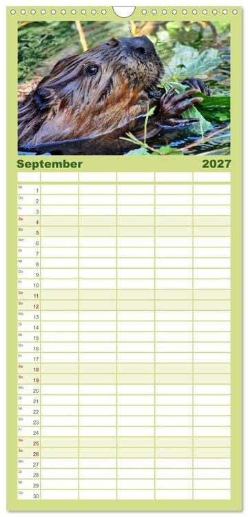 Produktbild: Familienplaner 2027 - Das Leben der Biber mit 5 Spalten (Wandkalender, 21 x 45 cm) CALVENDO