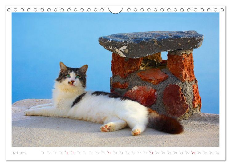 Produktbild: Chats des &icirc;les (Calendrier mural 2026 DIN A4 vertical), CALVENDO calendrier mensuel