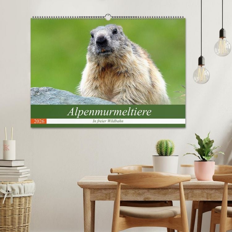 Produktbild: Alpenmurmeltiere in freier Wildbahn (Wandkalender 2026 DIN A2 quer), CALVENDO Monatskalender
