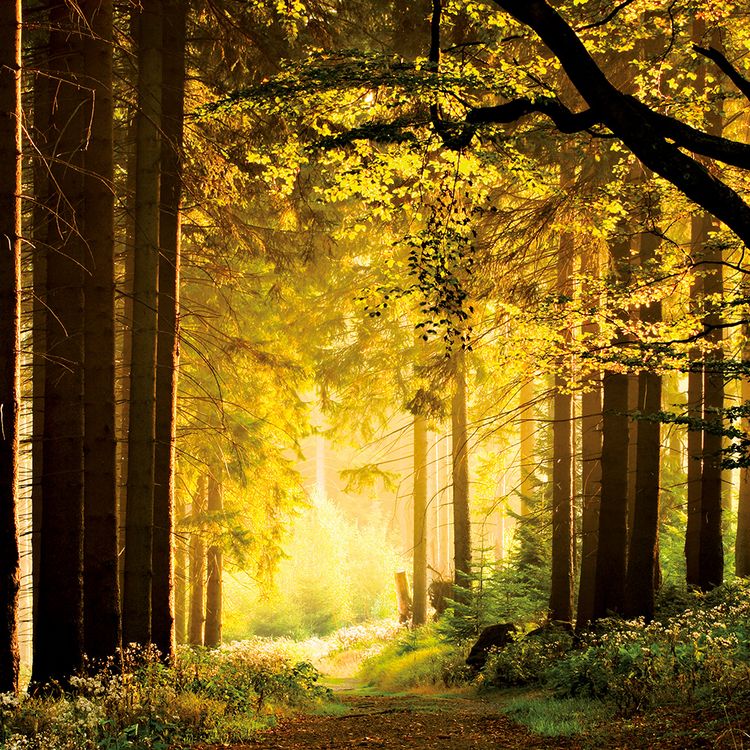 Produktbild: Deep Forest 2024