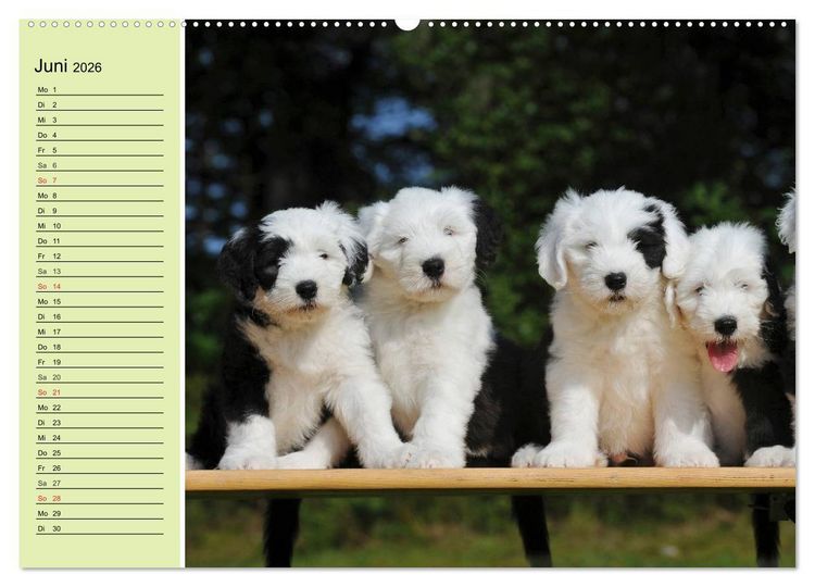 Produktbild: Traumhund Bobtail (hochwertiger Premium Wandkalender 2026 DIN A2 quer), Kunstdruck in Hochglanz
