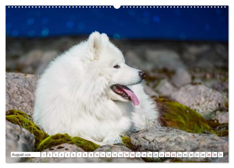 Produktbild: Der Samojede - Sch&ouml;nheit des Nordens (hochwertiger Premium Wandkalender 2026 DIN A2 quer), Kunstdruck in Hochglanz