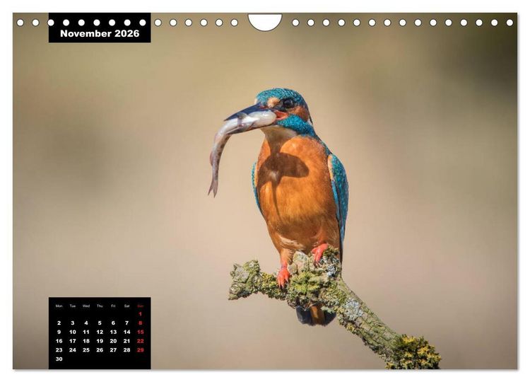 Produktbild: Beautiful birds THE KINGFISHER (Wall Calendar 2026 DIN A4 landscape), CALVENDO 12 Month Wall Calendar