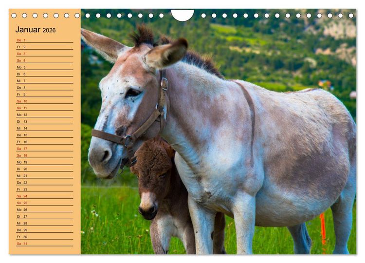 Produktbild: Liebenswerte Esel (Wandkalender 2026 DIN A4 quer), CALVENDO Monatskalender