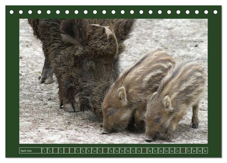 Produktbild: Schweinkram - Die Wildschweine sind los (Tischkalender 2026 DIN A5 quer), CALVENDO Monatskalender