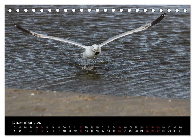 Produktbild: Spontane Fotografie - M&ouml;wen (Tischkalender 2026 DIN A5 quer), CALVENDO Monatskalender