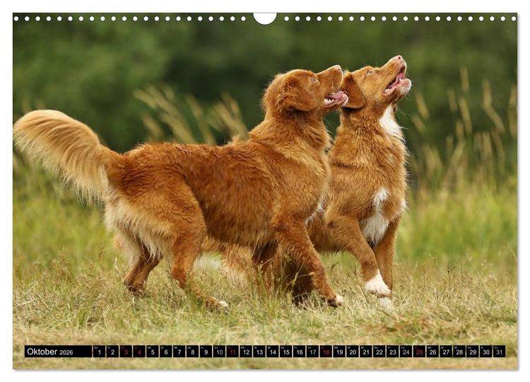 Produktbild: Nova Scotia Duck Tolling Retriever (Wandkalender 2026 DIN A3 quer), CALVENDO Monatskalender