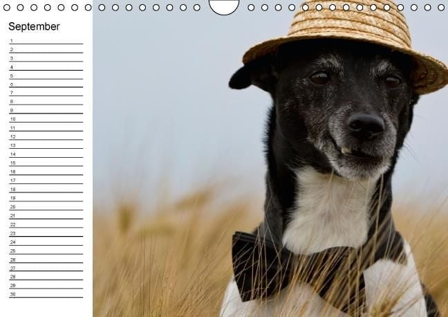 Produktbild: Jack Russell Terrier - Ein Verwandlungsk&uuml;nstler namens Jake / Geburtstagskalender (Wandkalender immerw&auml;hrend DIN A4 quer)