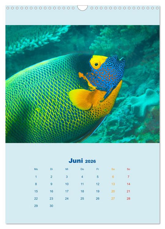 Produktbild: Portraitaufnahmen - Fische (Wandkalender 2026 DIN A3 hoch), CALVENDO Monatskalender