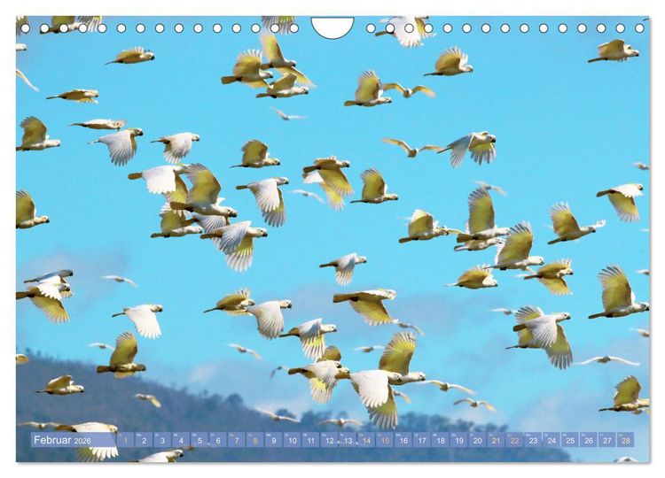 Produktbild: Farbenfrohe Papageien (Wandkalender 2026 DIN A4 quer), CALVENDO Monatskalender