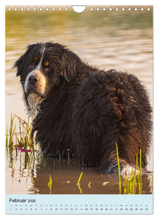Produktbild: Berner Sennenhund - stark , sch&ouml;n und liebenswert (Wandkalender 2026 DIN A4 hoch), CALVENDO Monatskalender