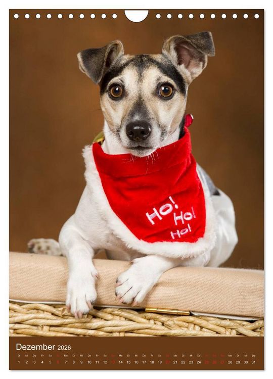 Produktbild: Jack Russell Terrier (Wandkalender 2026 DIN A4 hoch), CALVENDO Monatskalender