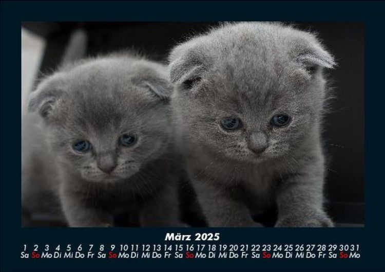Produktbild: F&uuml;r Katzenfreunde 2025 Fotokalender DIN A5