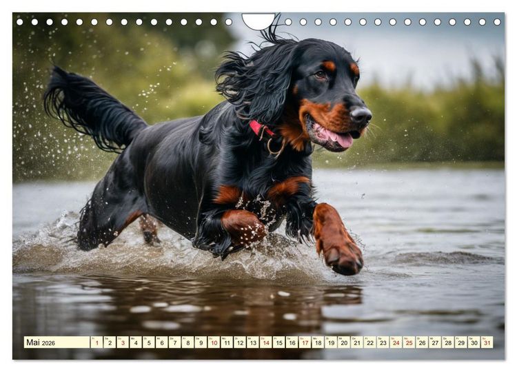 Produktbild: Gordon Setter - elegantes Kraftpaket (Wandkalender 2026 DIN A4 quer), CALVENDO Monatskalender