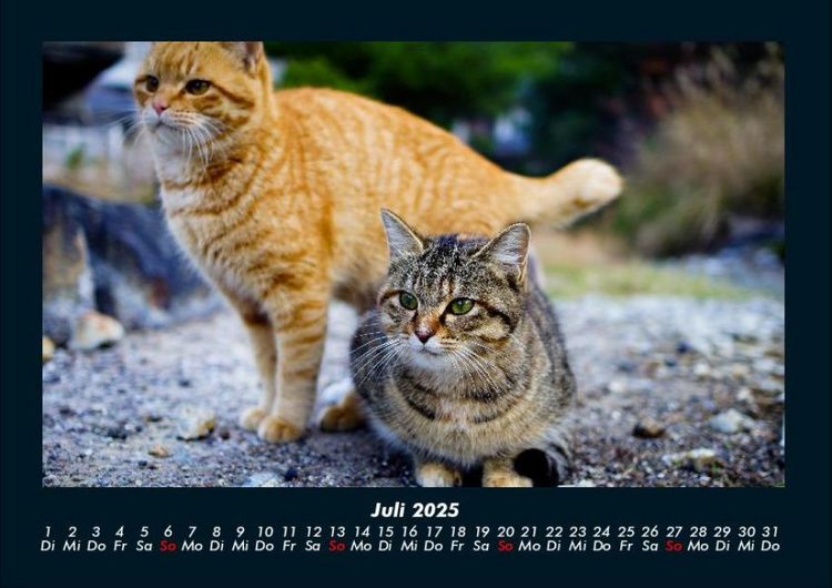 Produktbild: F&uuml;r Katzenfreunde 2025 Fotokalender DIN A4
