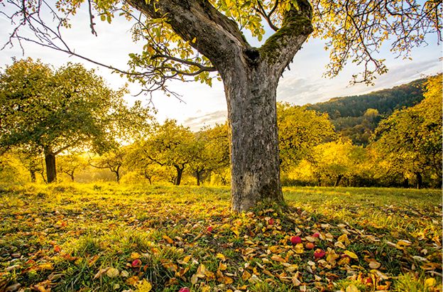 Produktbild: Das große kleine Buch: Obstbäume in unserem Garten