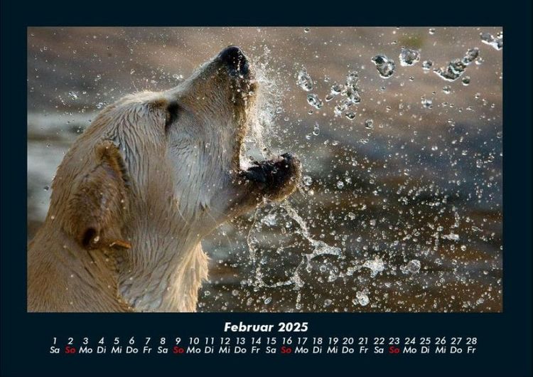 Produktbild: Hundezauber 2025 Fotokalender DIN A4