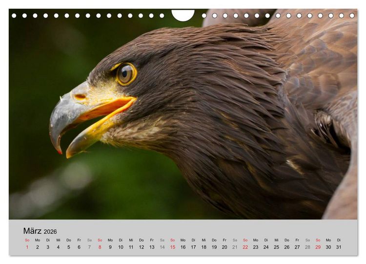 Produktbild: Scharfblick (Wandkalender 2026 DIN A4 quer), CALVENDO Monatskalender