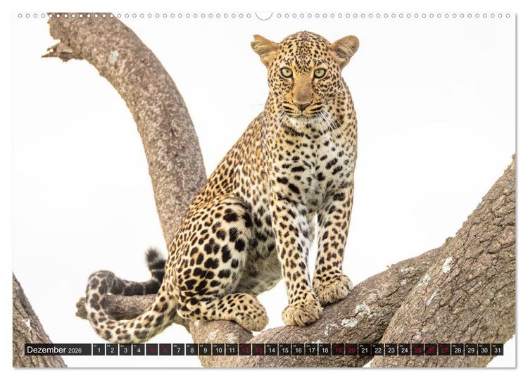 Produktbild: Safari Afrika (hochwertiger Premium Wandkalender 2026 DIN A2 quer), Kunstdruck in Hochglanz