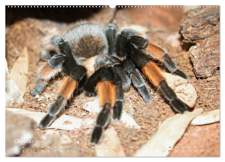 Produktbild: Vogelspinnen (hochwertiger Premium Wandkalender 2026 DIN A2 quer), Kunstdruck in Hochglanz