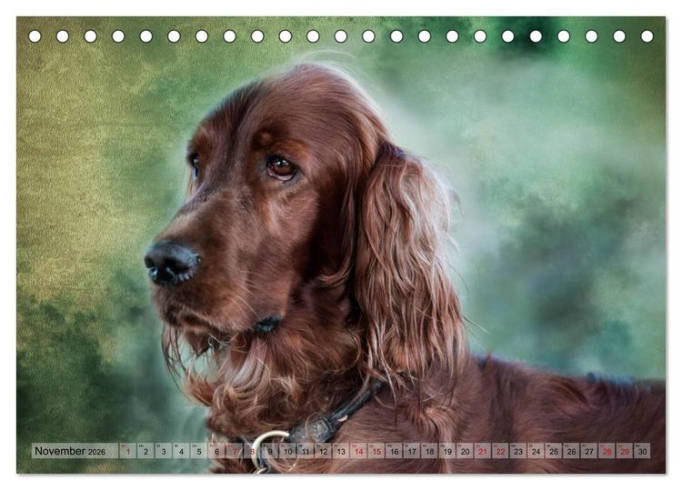 Produktbild: Jagdhunde im Portrait (Tischkalender 2026 DIN A5 quer), CALVENDO Monatskalender
