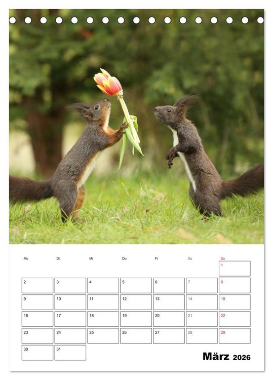 Produktbild: Die kleine Welt der Eichh&ouml;rnchen in Regensburg (Tischkalender 2026 DIN A5 hoch), CALVENDO Monatskalender