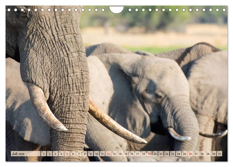 Produktbild: Elefanten - Sanfte Riesen Afrikas (Wandkalender 2026 DIN A4 quer), CALVENDO Monatskalender