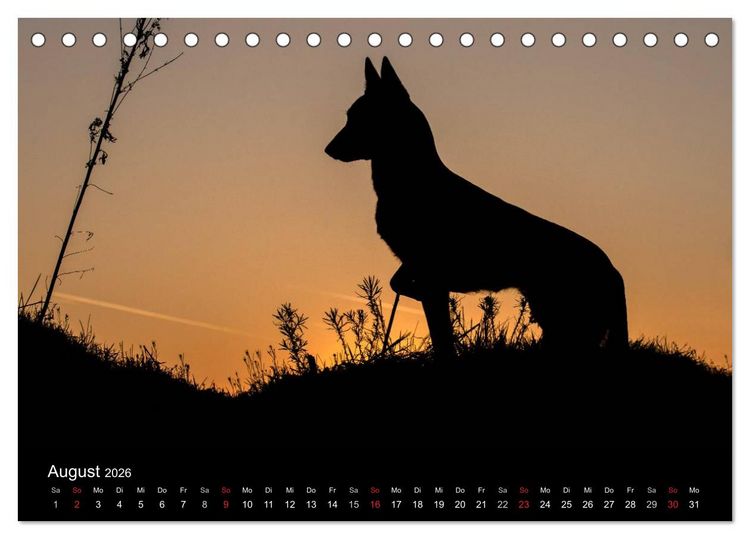 Produktbild: Belgische Sch&auml;ferhunde - Der Malinois im Licht (Tischkalender 2026 DIN A5 quer), CALVENDO Monatskalender