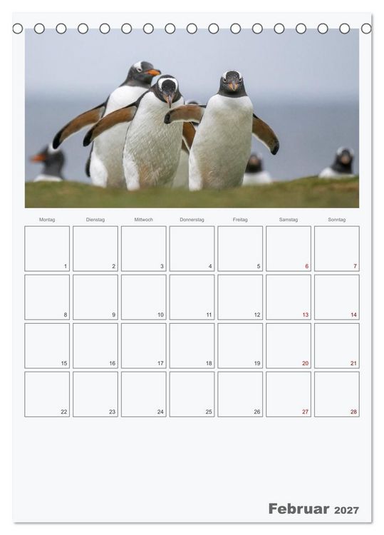 Produktbild: Alltag bei den Pinguinen auf Falkland (Tischkalender 2027 DIN A5 hoch), CALVENDO Monatskalender
