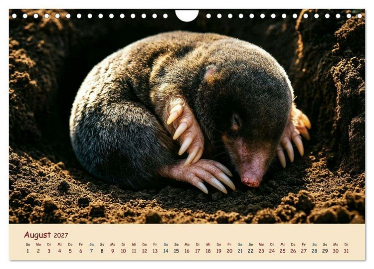 Produktbild: Im Reich der Tunnelbauer - Maulw&uuml;rfe und Nacktmulle, Leben im Verborgenen (Wandkalender 2027 DIN A4 quer), CALVENDO Monatskalender