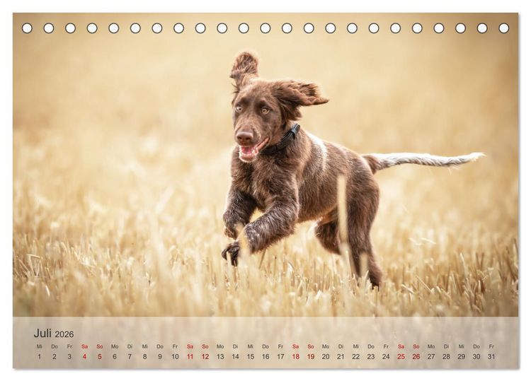 Produktbild: Der kleine M&uuml;nsterl&auml;nder (Tischkalender 2026 DIN A5 quer), CALVENDO Monatskalender