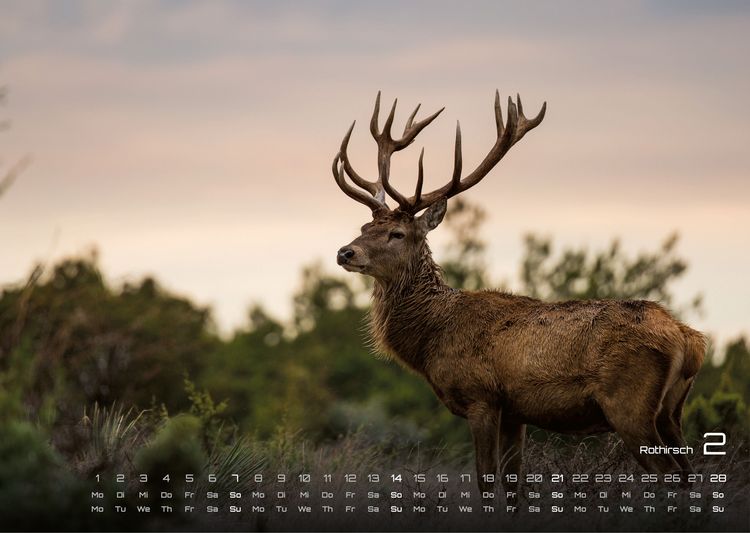 Produktbild: Waldtiere - Heimische Waldbewohner - Der Tierkalender - 2027 - Kalender DIN A3