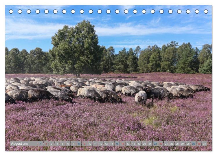 Produktbild: L&uuml;neburger Heide - Faszinierend sch&ouml;n (Tischkalender 2026 DIN A5 quer), CALVENDO Monatskalender