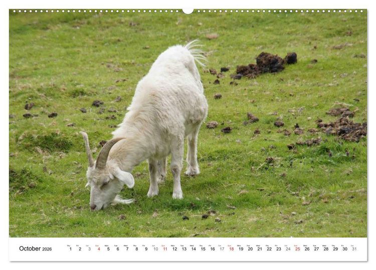 Produktbild: Charming - Mystic Devon Dartmoor, South England (High Quality Premium Wall Calendar 2026 DIN A2 landscape),CALVENDO 12 Month Wall Calendar