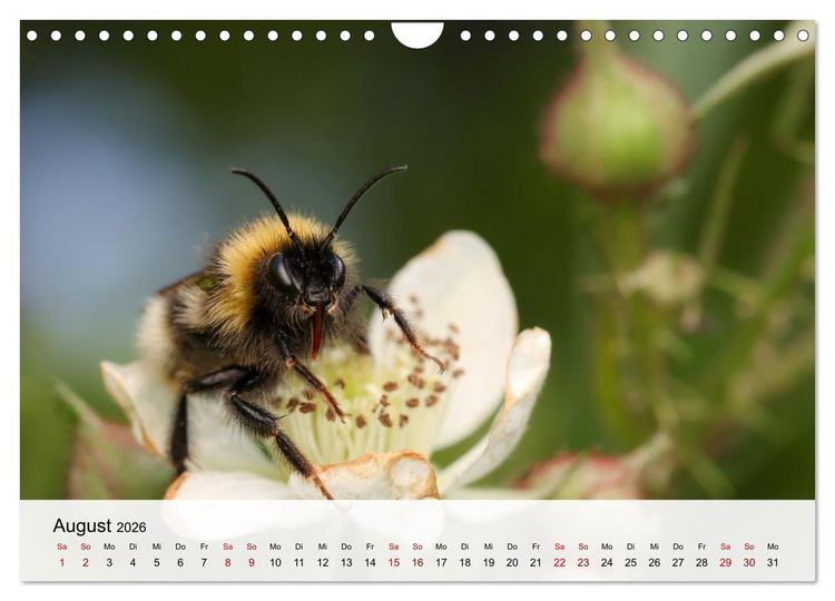 Produktbild: Verborgene Wunder (Wandkalender 2026 DIN A4 quer), CALVENDO Monatskalender