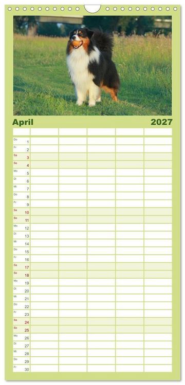 Produktbild: Familienplaner 2027 - Australian Shepherd - H&uuml;tehunde mit Familienanschluss mit 5 Spalten (Wandkalender, 21 x 45 cm) CALVENDO